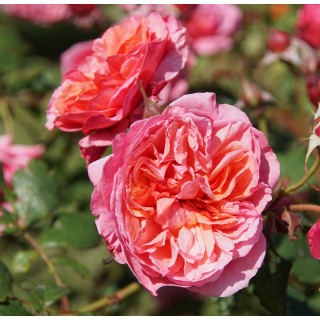 Rosier Générosa® - Ladurée® - ©Roses Guillot®