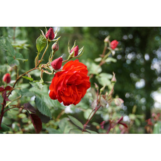 Rosier Terre des Roses® - Laure Charton® - ©Roses Guillot®