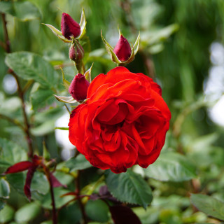 Rosier Terre des Roses® - Laure Charton® - ©Roses Guillot®