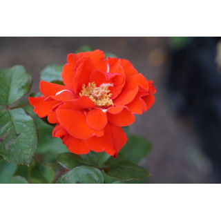 Rosier Terre des Roses® - Laure Charton® - ©Roses Guillot®