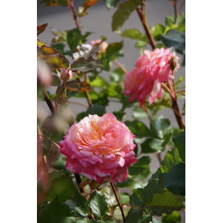 Hybrides de Thé Guillot® - Laurent Voulzy® - ©Roses Guillot®