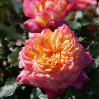 Hybrides de Thé Guillot® - Laurent Voulzy® - ©Roses Guillot®