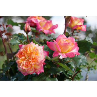 Hybrides de Thé Guillot® - Laurent Voulzy® - ©Roses Guillot®