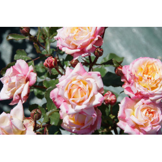 Hybrides de Thé Guillot® - Laurent Voulzy® - ©Roses Guillot®