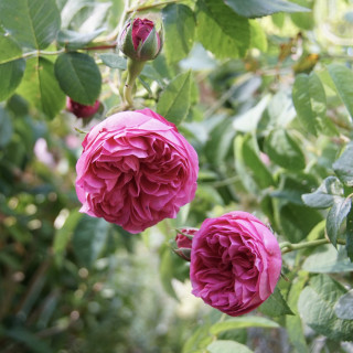 Rosier ancien - Louise Odier - ©Roses Guillot®