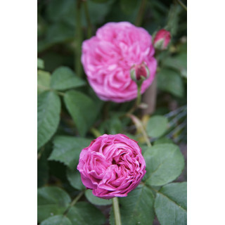 Rosier ancien - Louise Odier - ©Roses Guillot®