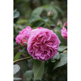 Rosier ancien - Louise Odier - ©Roses Guillot®