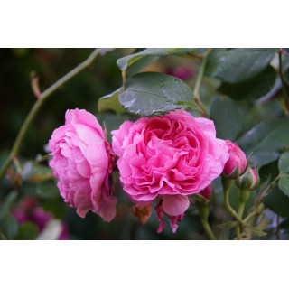 Rosier ancien - Louise Odier - ©Roses Guillot®