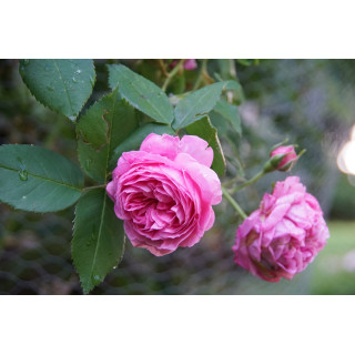Rosier ancien - Louise Odier - ©Roses Guillot®