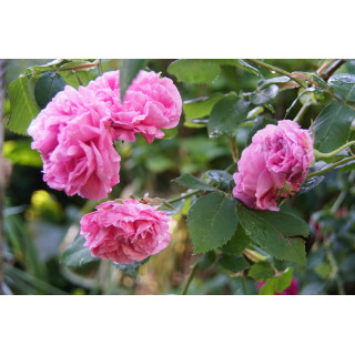 Rosier ancien - Louise Odier - ©Roses Guillot®
