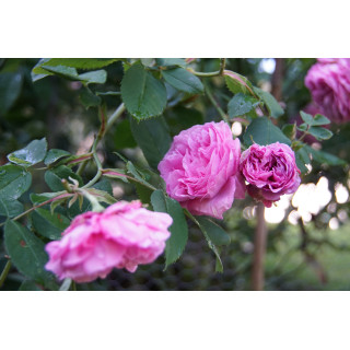 Rosier ancien - Louise Odier - ©Roses Guillot®