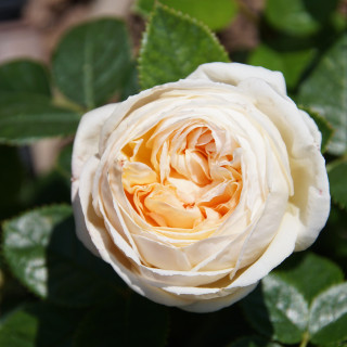 Terre des Roses® - Madeleine Fayet® - ©Roses Guillot®