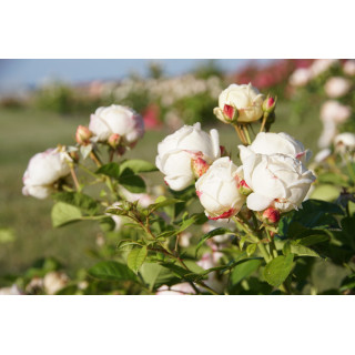 Terre des Roses® - Madeleine Fayet® - ©Roses Guillot®