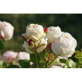Terre des Roses® - Madeleine Fayet® - ©Roses Guillot®