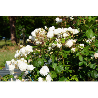 Rosier Générosa® - Manuel Canovas® - ©Roses Guillot®
