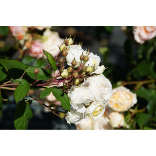 Rosier Générosa® - Manuel Canovas® - ©Roses Guillot®