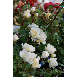 Rosier Générosa® - Marc-Antoine Charpentier - ©Roses Guillot®