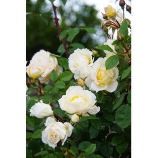 Rosier Générosa® - Marc-Antoine Charpentier - ©Roses Guillot®