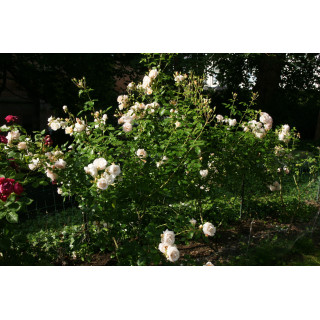 Rosier Générosa® - Martine Guillot® -©Roses Guillot®