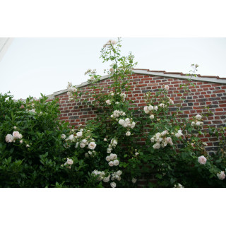 Rosier Grimpant Générosa® - Martine Guillot® - ©Roses Guillot®