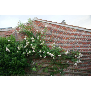 Rosier Grimpant Générosa® - Martine Guillot® - ©Roses Guillot®