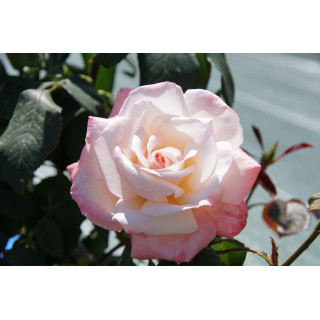 Hybride de Thé Guillot® - Maurice Schilliger - ©Roses Guillot®