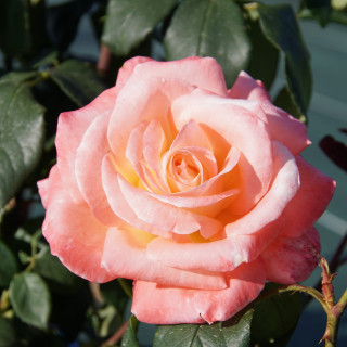 Hybride de Thé Guillot® - Maurice Schilliger - ©Roses Guillot®