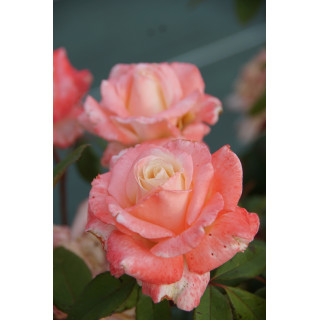 Hybride de Thé Guillot® - Maurice Schilliger - ©Roses Guillot®