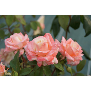 Hybride de Thé Guillot® - Maurice Schilliger - ©Roses Guillot®