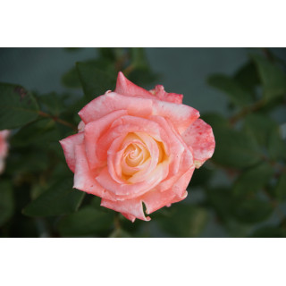 Hybride de Thé Guillot® - Maurice Schilliger - ©Roses Guillot®