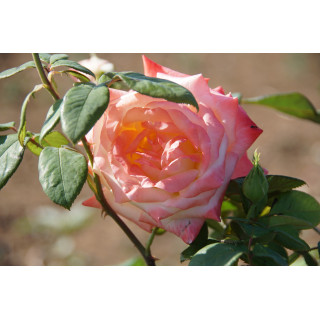 Hybride de Thé Guillot® - Maurice Schilliger - ©Roses Guillot®