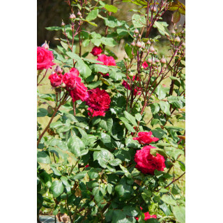 Rosier Générosa® - Michel Jonasz - ©Roses Guillot®