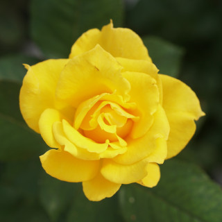 Hybrides de Thé Guillot® - Midas Touch - ©Roses Guillot®