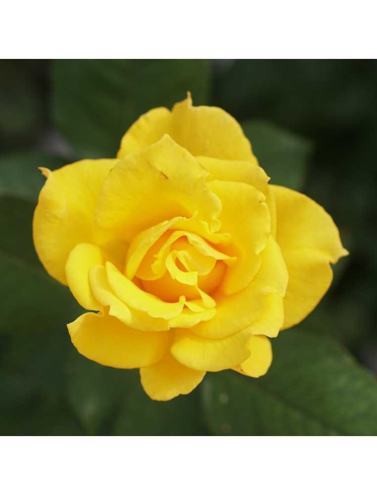 Hybrides de Thé Guillot® - Midas Touch - ©Roses Guillot®