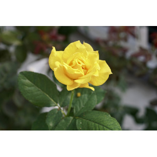 Hybrides de Thé Guillot® - Midas Touch - ©Roses Guillot®