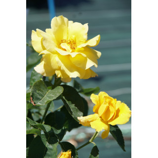 Hybrides de Thé Guillot® - Midas Touch - ©Roses Guillot®