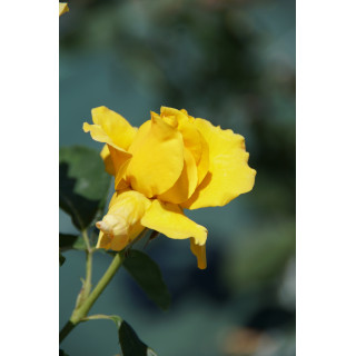 Hybrides de Thé Guillot® - Midas Touch - ©Roses Guillot®