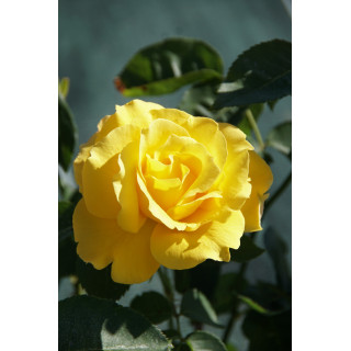 Hybrides de Thé Guillot® - Midas Touch - ©Roses Guillot®