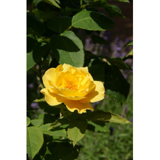 Hybrides de Thé Guillot® - Midas Touch - ©Roses Guillot®