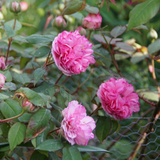 Rosier ancien - Mme Ernest Calvat - ©Roses Guillot®