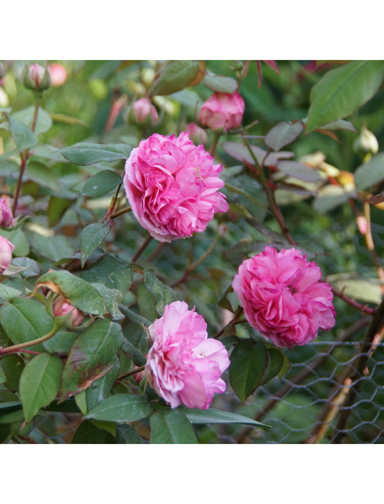 Rosier ancien - Mme Ernest Calvat - ©Roses Guillot®