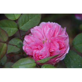 Rosier ancien - Mme Ernest Calvat - ©Roses Guillot®