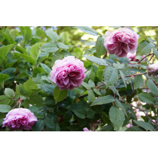 Rosier ancien - Mme Ernest Calvat - ©Roses Guillot®
