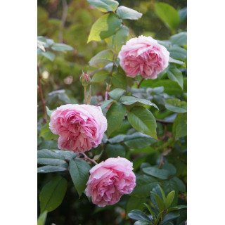 Rosier ancien - Mme Ernest Calvat - ©Roses Guillot®
