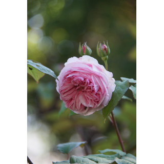 Rosier ancien - Mme Ernest Calvat - ©Roses Guillot®