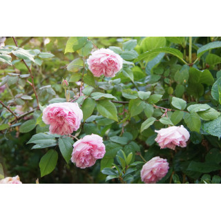 Rosier ancien - Mme Ernest Calvat - ©Roses Guillot®