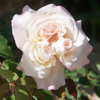 Rosiers Anciens Guillot® - Mme Falcot - ©Roses Guillot®