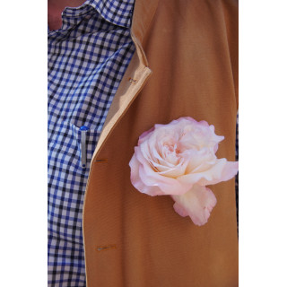 Rosiers Anciens Guillot® - Mme Falcot - ©Roses Guillot®
