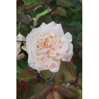 Rosiers Anciens Guillot® - Mme Falcot - ©Roses Guillot®