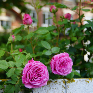 Rosier grimpant ancien - Mme Isaac Péreire - ©Roses Guillot®